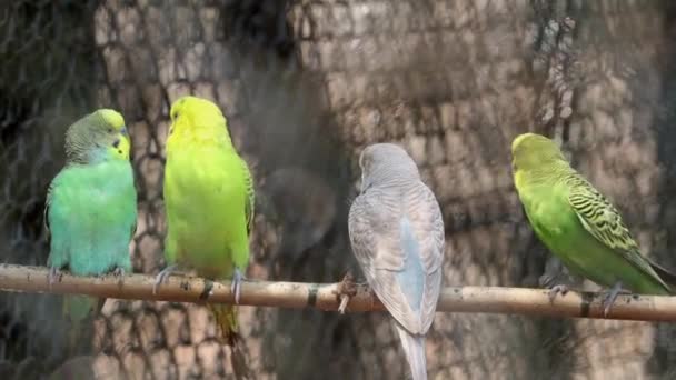 Papugi Papugi Para Ptaków Miłość Stoi Gzymsie Ptaki Papugi Para — Wideo stockowe