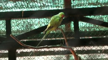 Güzel yeşil papağan bir ağaç dalında duruyor..