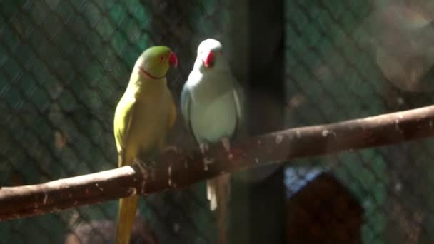 Beetje Wazig Twee Kleur Groene Lichtblauwe Paar Papegaaien Liefde Zijn — Stockvideo
