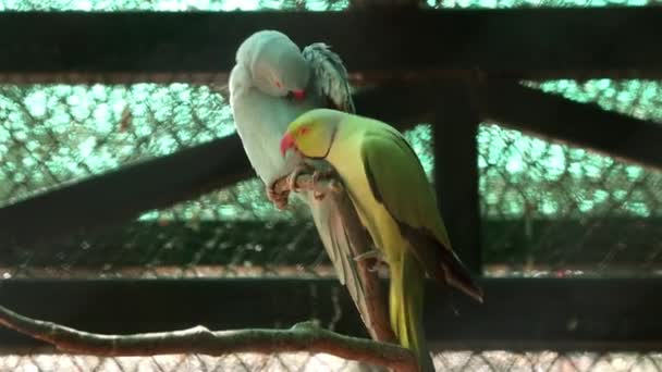 Två Färg Grön Och Ljusblå Par Papegojor Älskar Dess Gester — Stockvideo