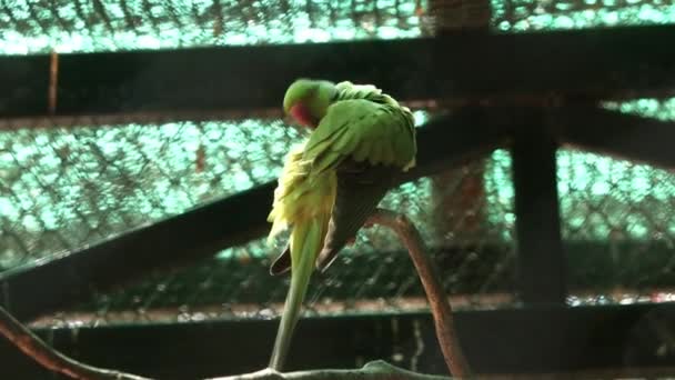 Güzel Yeşil Papağan Bir Ağaç Dalında Duruyor — Stok video