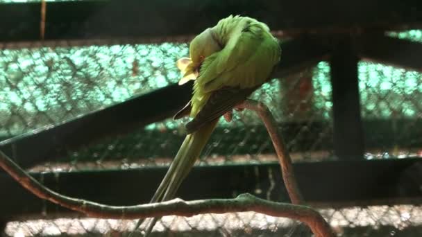 Hermoso Loro Verde Está Pie Sobre Una Rama Árbol — Vídeos de Stock