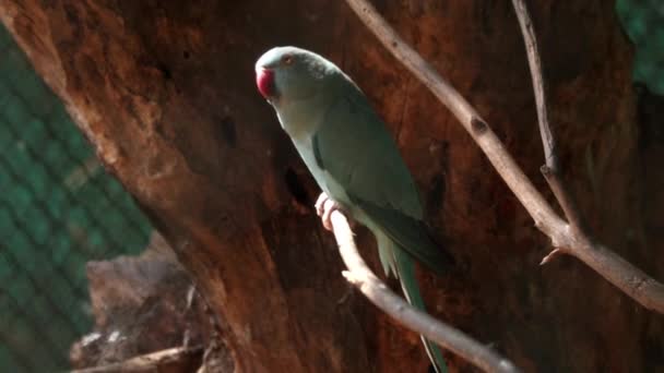 Gri Papağan Ağaç Dalına Oturur Hareketleri Çok Güzel — Stok video