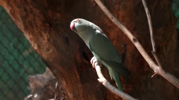 Gri Papağan Ağaç Dalına Oturur Hareketleri Çok Güzel — Stok video
