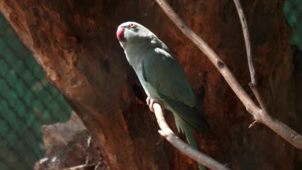 Papagaio Cinzento Sentar Galho Árvore Seus Gestos São Lindos — Vídeo de Stock