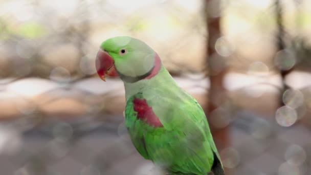 Papagaio Verde Com Efeito Bokeh Com Fundo Desfocado — Vídeo de Stock