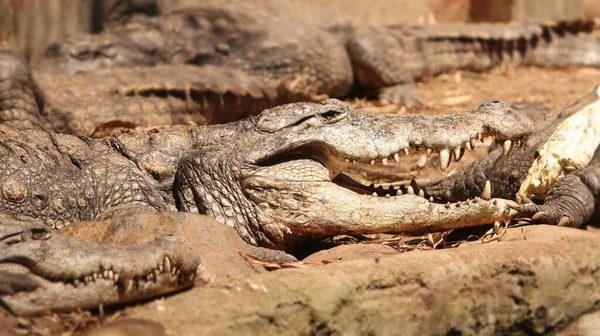 Krokodil Marken Och Öppnade Munnen — Stockfoto