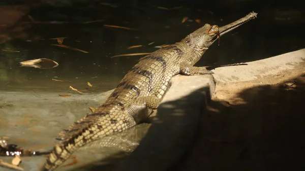 Krokodýli Temné Straně — Stock fotografie