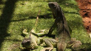 Yeşil iguana yerde.
