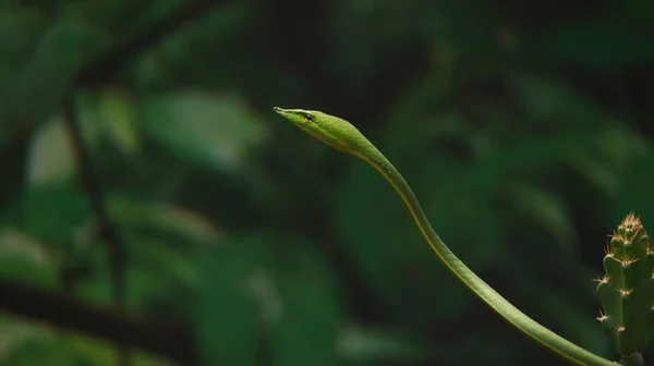 Sharp Green Snake Ahaetulla Blur Background — Stock Photo, Image