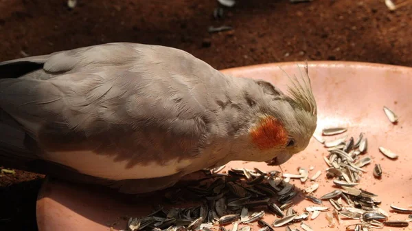 Burung Cockatiel Memakan Makanannya — Stok Foto