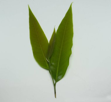 Polyalthia longifolia var pendula - yapraklar, Monoon longifolium. beyaz arkaplan