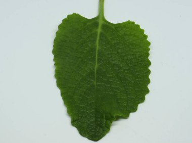 Köy borası bitkisi (yerel adı: Kapparawalliya) karpooravalli yaprağı. Beyaz arkaplanlı. beyaz arkaplan