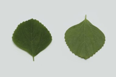 Hint ısırgan otu, yaprak, Hint Acalypha (ACALYPHA INDICA) yaprak tıbbi kullanımı. Soğuk algınlığı, öksürük ve deri tedavisinden.