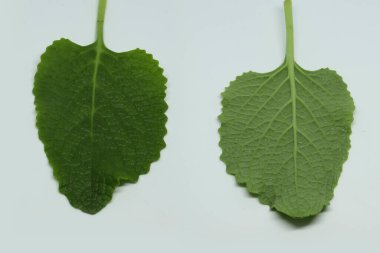 Köy borası bitkisi (yerel adı: Kapparawalliya) karpooravalli yaprağı. Beyaz arkaplanlı. beyaz arkaplan