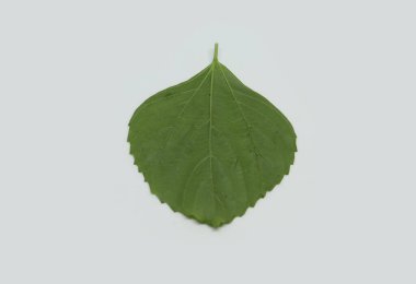 Hint ısırgan otu, yaprak, Hindistan Acalypha (ACALYPHA INDICA) yaprak tıbbi kullanımı. Soğuk algınlığı, öksürük ve deri tedavisinden. beyaz arkaplan