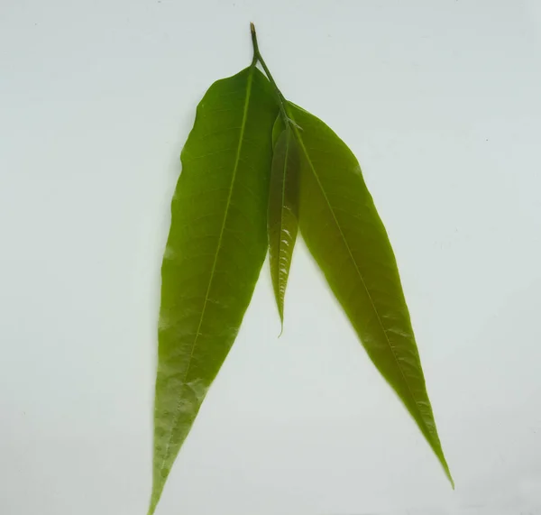 Polyalthia Longifolia Var Pendula Leaves Monoon Longifolium Con Fondo Blanco — Foto de Stock