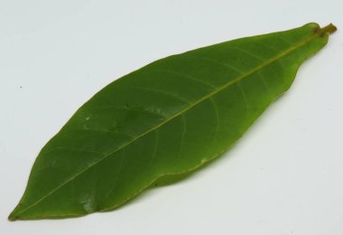 Badem yaprağı. Bulanık arkaplan