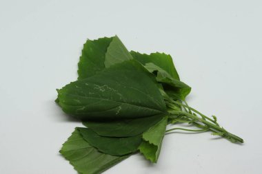 Hint ısırgan otu, yaprak, Hint Acalypha (ACALYPHA INDICA) yaprak tıbbi kullanımı. Soğuk algınlığı, öksürük ve deri tedavisinden.