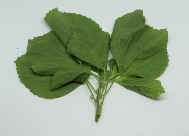 Hint ısırgan otu, yaprak, Hint Acalypha (ACALYPHA INDICA) yaprak tıbbi kullanımı. Soğuk algınlığı, öksürük ve deri tedavisinden.