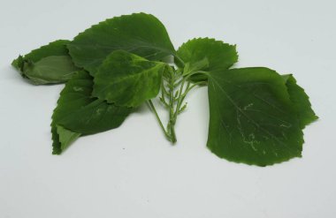 Hint ısırgan otu, yaprak, Hint Acalypha (ACALYPHA INDICA) yaprak tıbbi kullanımı. Soğuk algınlığı, öksürük ve deri tedavisinden.