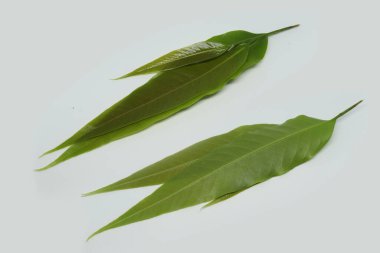 Polyalthia longifolia var pendula - yapraklar, Monoon longifolium. beyaz arkaplan