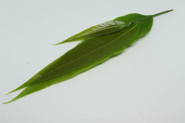 Polyalthia longifolia var pendula - yapraklar, Monoon longifolium. beyaz arkaplan