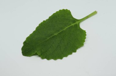 Köy borası bitkisi (yerel adı: Kapparawalliya) karpooravalli yaprağı. Beyaz arkaplanlı. beyaz arkaplan