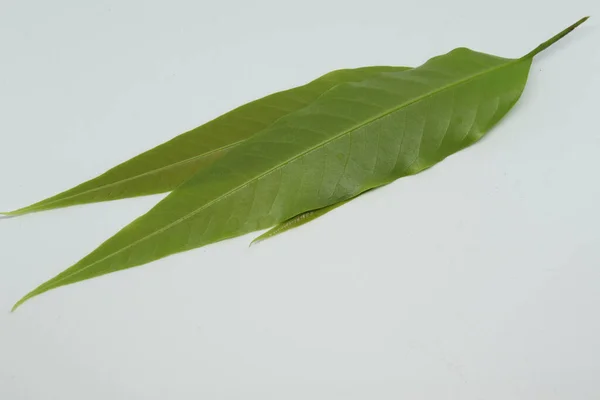Polyalthia Longifolia Var Pendula Yapraklar Monoon Longifolium Beyaz Arkaplan — Stok fotoğraf