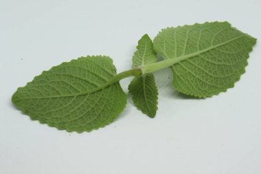 Köy borası bitkisi (yerel adı: Kapparawalliya) karpooravalli yaprağı. Beyaz arkaplanlı. beyaz arkaplan