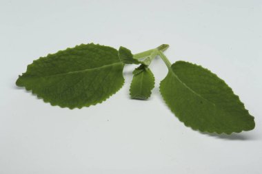 Köy borası bitkisi (yerel adı: Kapparawalliya) karpooravalli yaprağı. Beyaz arkaplanlı. beyaz arkaplan