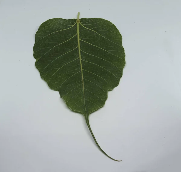 Boru Ağacı Yaprağı Beyaz Arkaplan — Stok fotoğraf