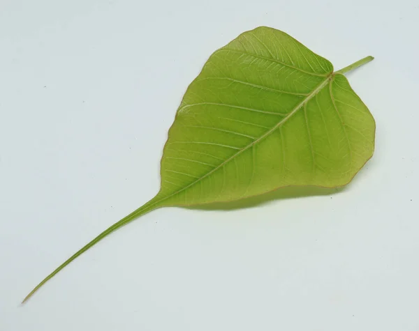 Boru Ağacı Yaprağı Beyaz Arkaplan — Stok fotoğraf