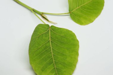 Kutsal incir yaprağı ladin yaprağı (Ficus religiosa). beyaz arkaplan