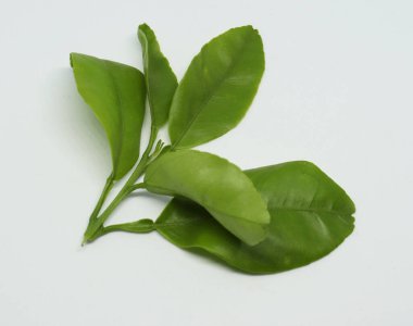 Turunçgillerden taze yaprak. beyaz arkaplan