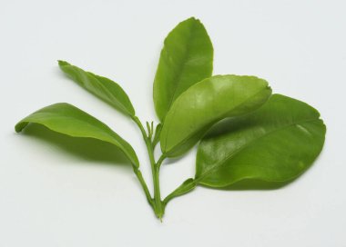 Turunçgillerden taze yaprak. beyaz arkaplan