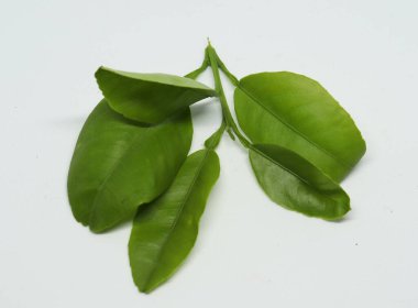 Turunçgillerden taze yaprak. beyaz arkaplan