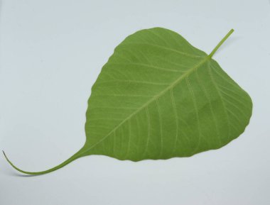 Pipal Tree (Ficus religiosa) yaprağı. beyaz arkaplan