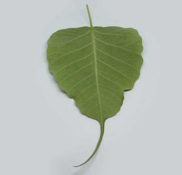 Pipal Tree Ficus Religiosa Yaprağı Beyaz Arkaplan — Stok fotoğraf