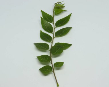 Taze köri yaprağı ladin yaprağı. beyaz arkaplan