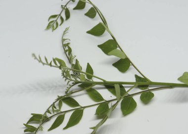 Köri yaprağı ladin yaprağı. beyaz arkaplan