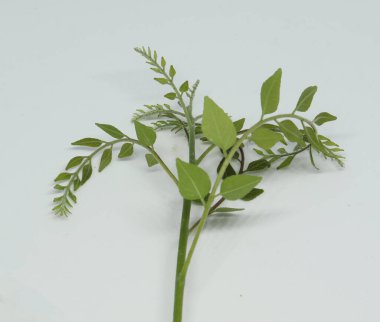 Köri yaprağı ladin yaprağı. beyaz arkaplan