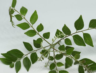 Köri yaprağı ladin yaprağı. beyaz arkaplan