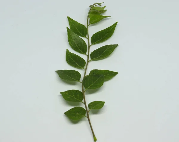 Taze Köri Yaprağı Ladin Yaprağı Beyaz Arkaplan — Stok fotoğraf