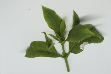 Vahşi yasemin ağacı taze ladin yaprağı. beyaz arkaplan