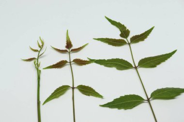 Yaprak yaprağı yaprakları. beyaz arkaplan