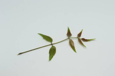 Yaprak yaprağı yaprakları. beyaz arkaplan