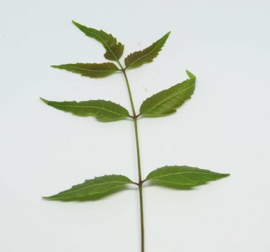 Yaprak yaprağı yaprakları. beyaz arkaplan