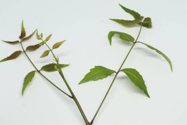 Yaprak yaprağı yaprakları. beyaz arkaplan