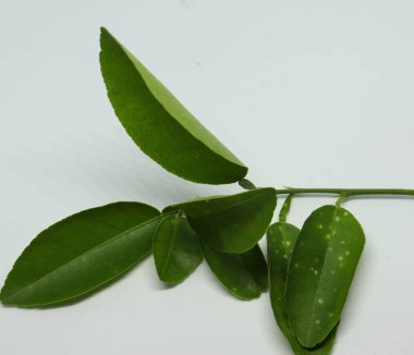 limon ağacı taze yaprağı. beyaz arkaplan
